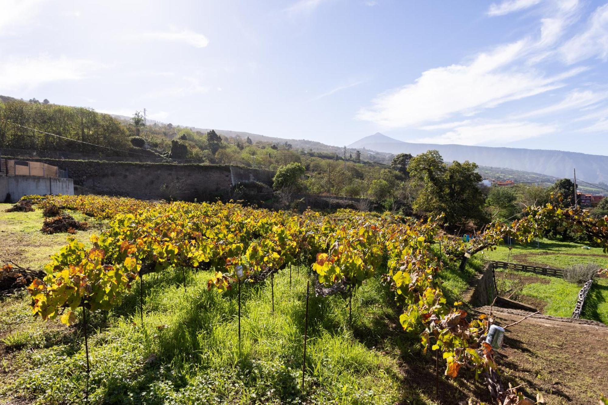 Ek Teide Finca El Milagro La Orotava Kültér fotó