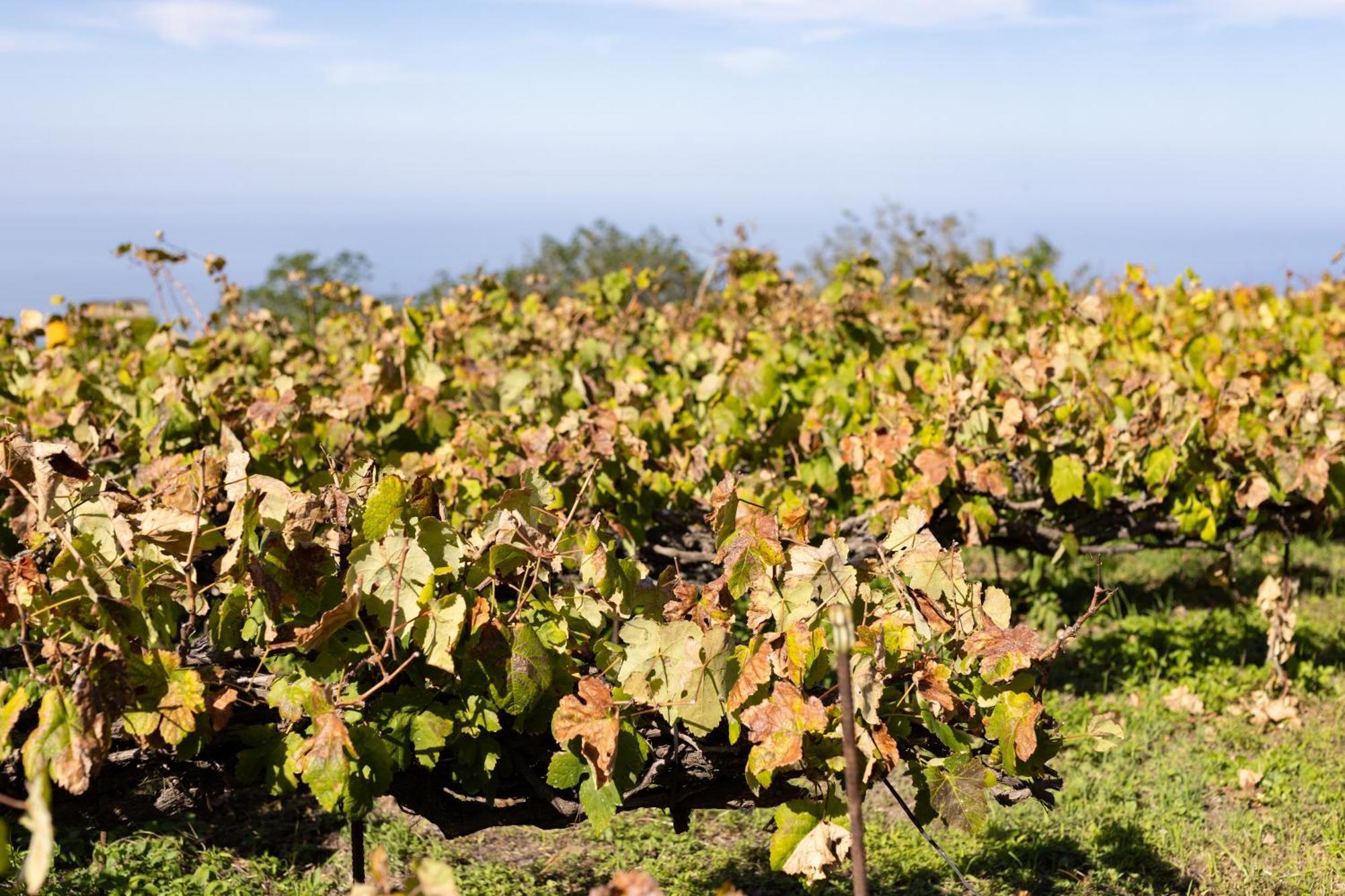 Ek Teide Finca El Milagro La Orotava Kültér fotó