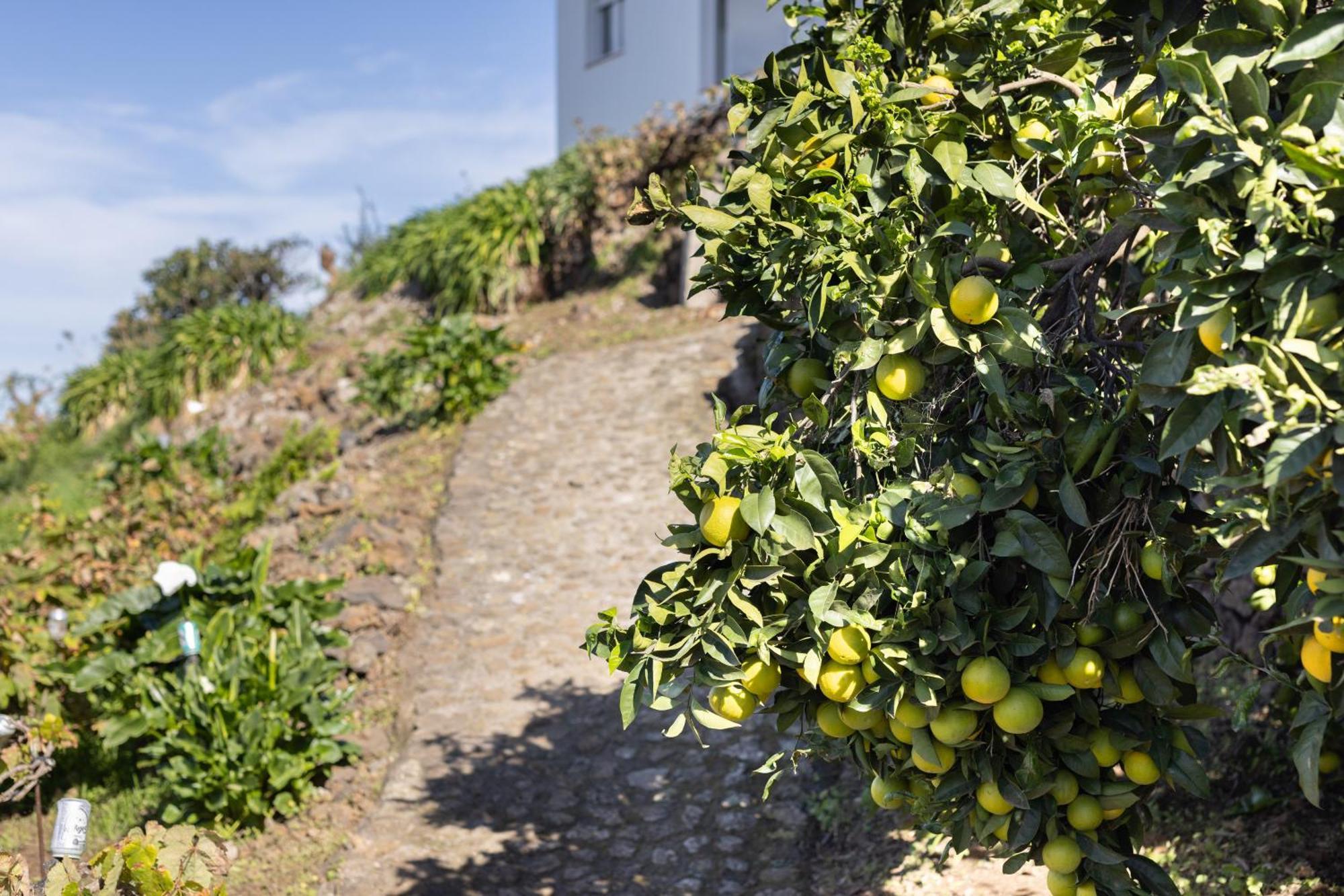 Ek Teide Finca El Milagro La Orotava Kültér fotó